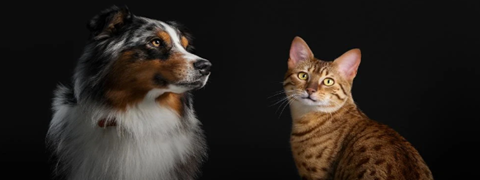 Zooplus: Spare 25% auf Pro Plan Futter für Hund & Katze als Neukunde