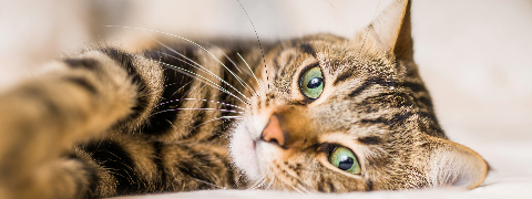 zooplus Gutscheincode: 25% Rabatt auf FELIX Katzenfutter