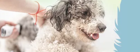 zooplus Gutscheincode: 15% Rabatt auf Eukanuba Dog Dry Food