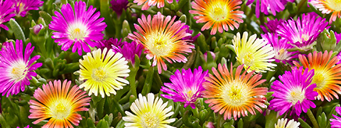 BALDUR Gutschein: 4€ Rabatt