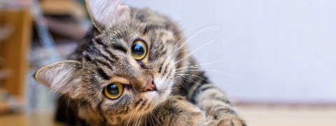 25% Rabatt auf PURINA Gourmet mit dem Fressnapf Gutschein