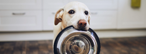 25% Fressnapf Gutschein auf REAL NATURE Hundenahrung & Snacks