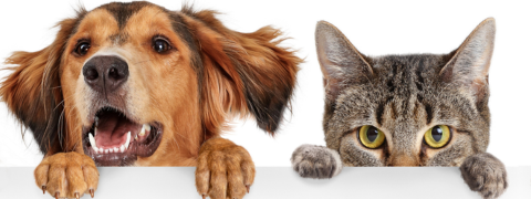 Sichere dir 15% Ersparnis mit dem Pets Deli Rabattcode