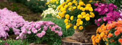 4 € BALDUR-Garten Gutschein ab 40 € Bestellwert sichern